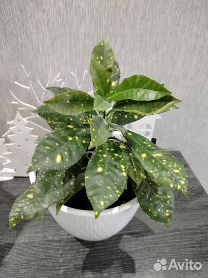 Кодиеум аукубовидный