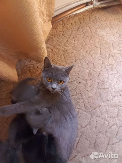 Кошка в дар бесплатно