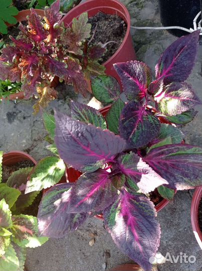 Колеусы сортовые