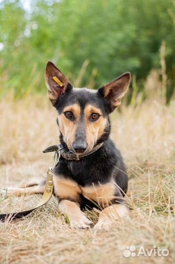 Небольшая собака из приюта в добрые руки бесплатно
