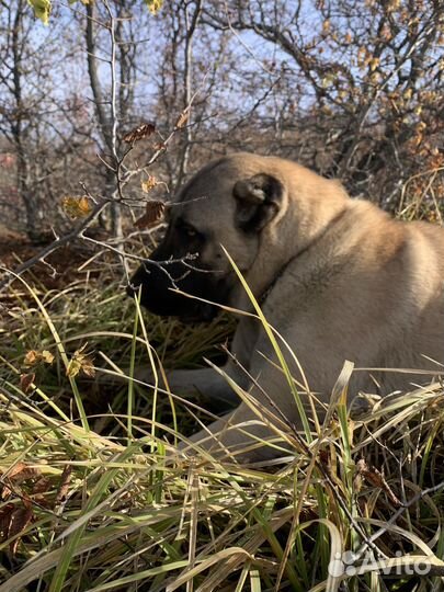 Ищем кабеля Кангала на вязку