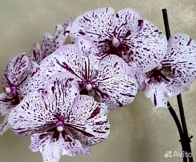 Орхидея Phal. Метеор от Мики