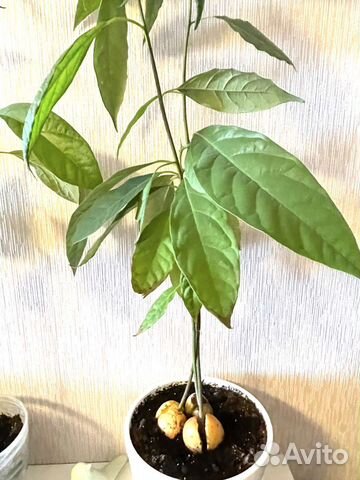 Авокадо, Пальма