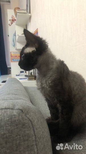 Котята девон рекс