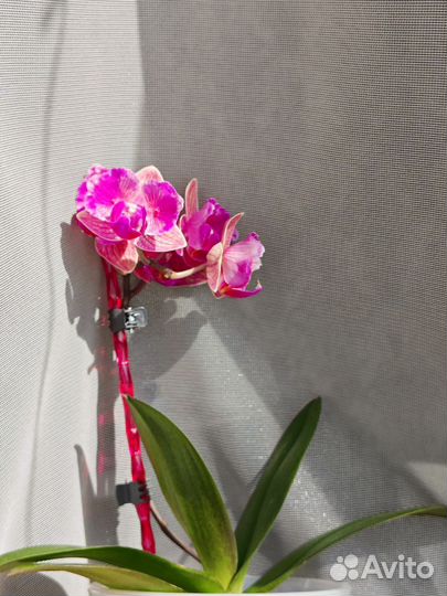 Орхидея фаленопсис бабочка