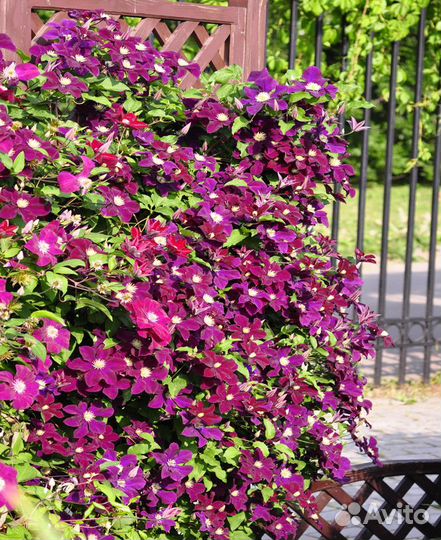 Клематис Руж Кардинал 2л горшок и др.сорта