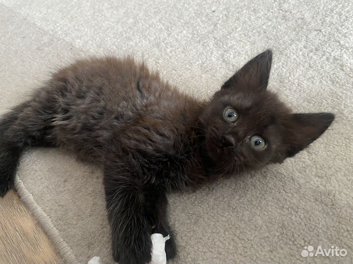 Котята мышеловы даром