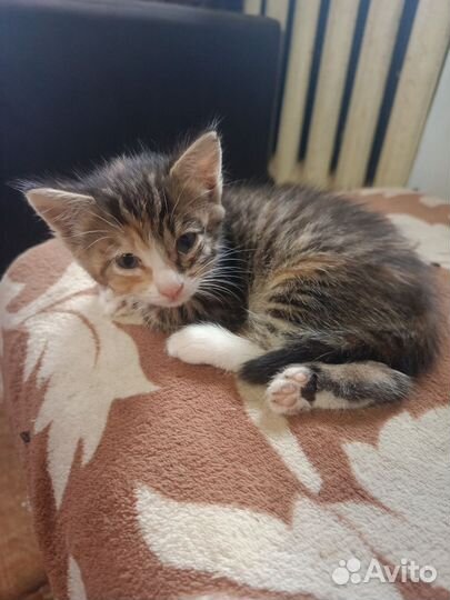 Коты в добрые руки