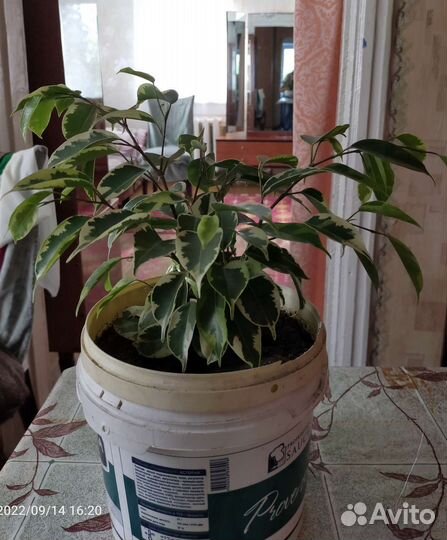 Фикус Бенджамина