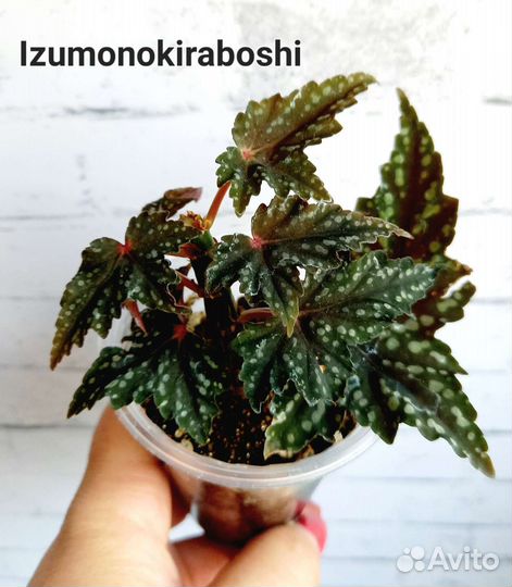 Бегонии кейн сортовые укорененные