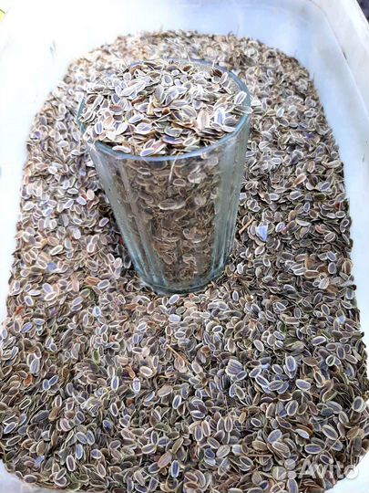 Семена укропа