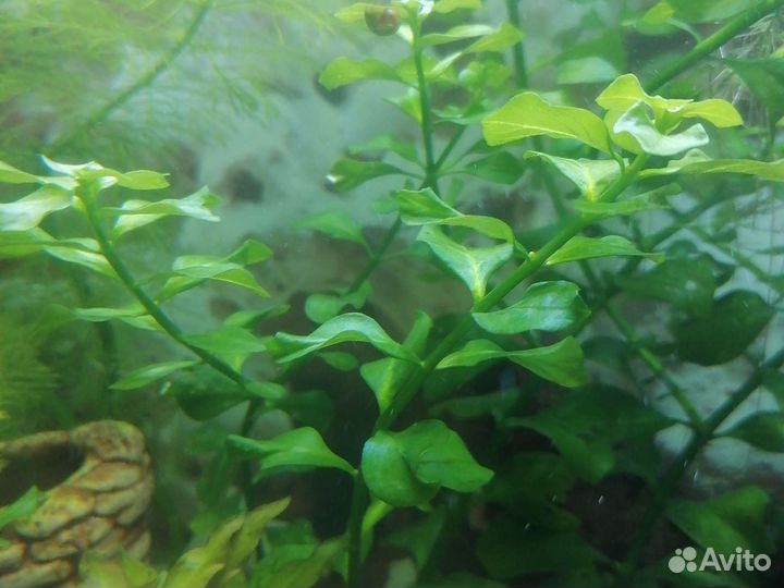 Людвигия аквариумное растения 3 кустика 50р