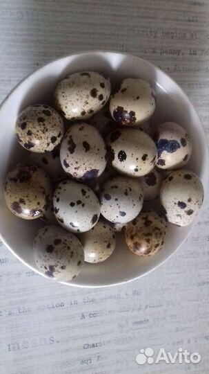 Яйца перепелиные и куриные