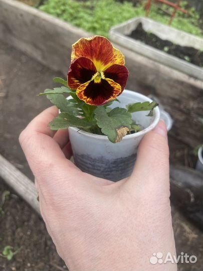 Растения цветы для сада