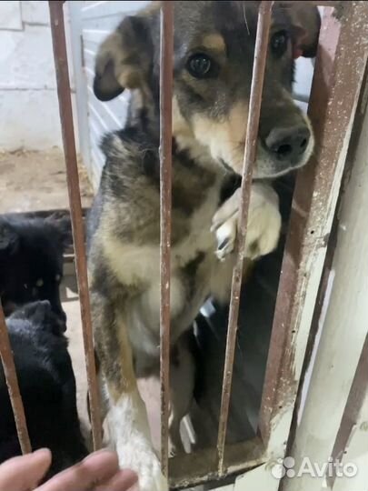 Собака в добрые руки