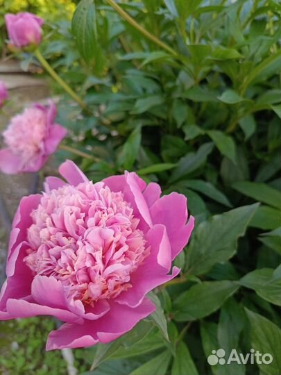 Пионы сортовые