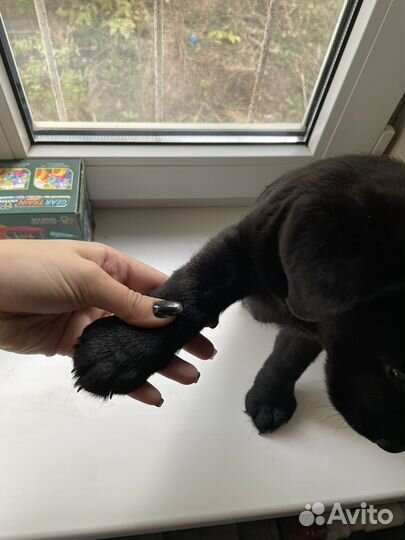 Лабродоры щенки