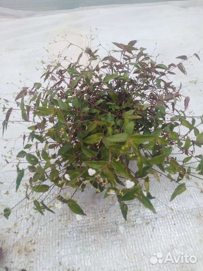 Традесканция