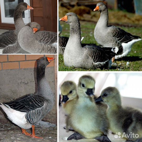 Гуси крупные самые большие легард линда серый укра