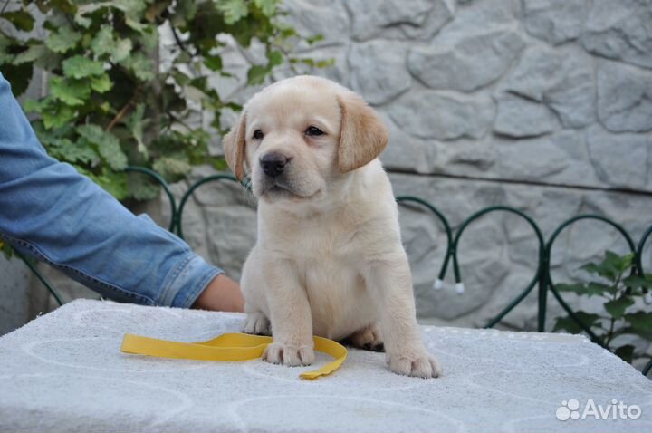 Щенки лабрадора