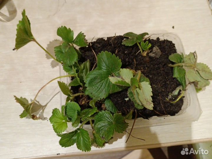 Вкуснейшая рассада клубники