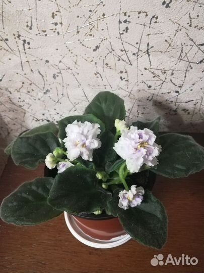 Детки Фиалок