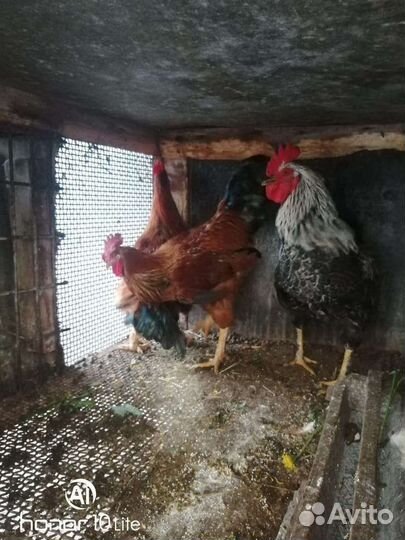 Петухи