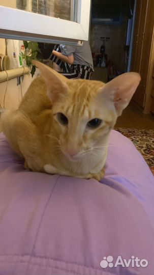 Ориентальная кошка