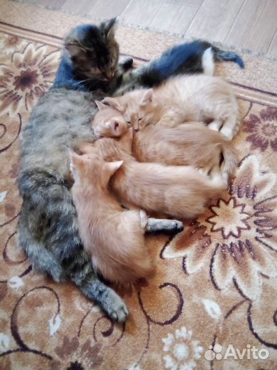 Котята в дар бесплатно