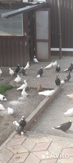 Голуби Северокавказские, Тбилисские