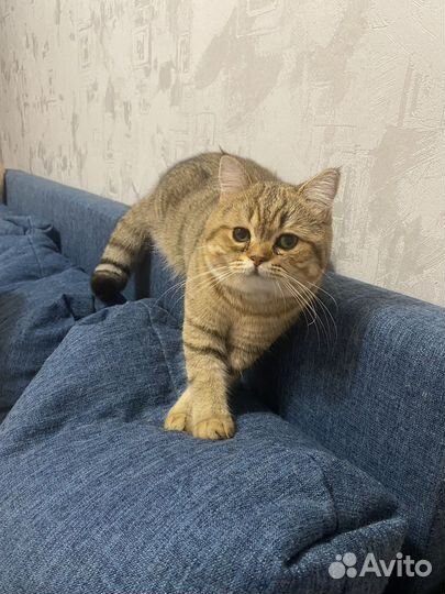 Кот шотландец