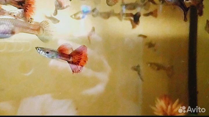 Аквариумные рыбки гуппи