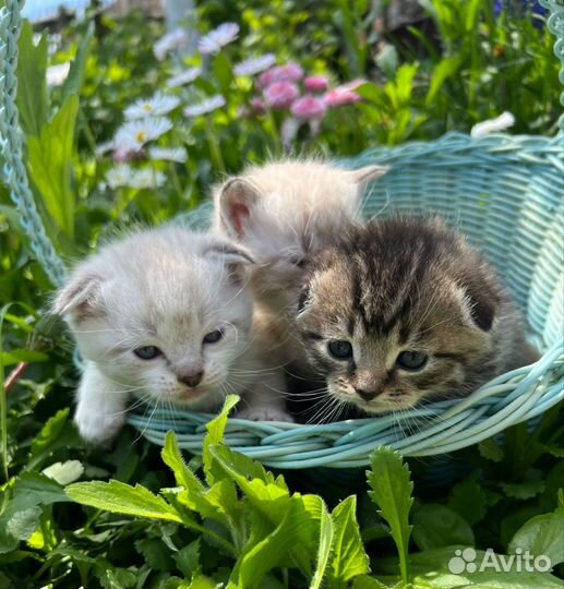 Вислоухие котята в добрые руки