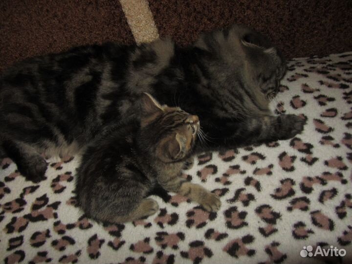 Шотландский вислоухий хайленд. И его потомство