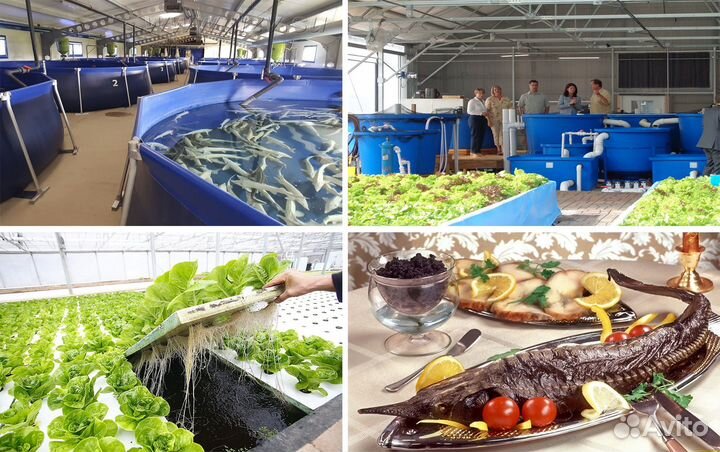 Инвестиции в сетевой посёлок 110% за 3 мес