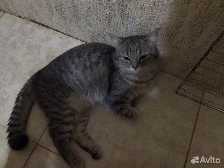 Потерялся кот