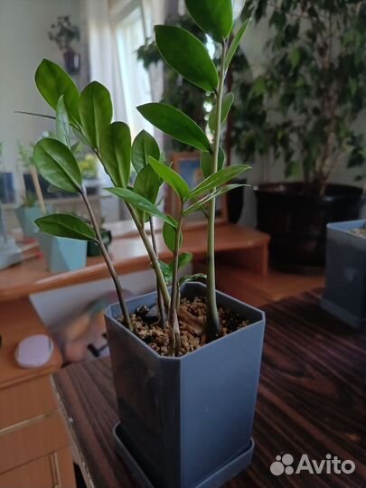 Замиокулькас