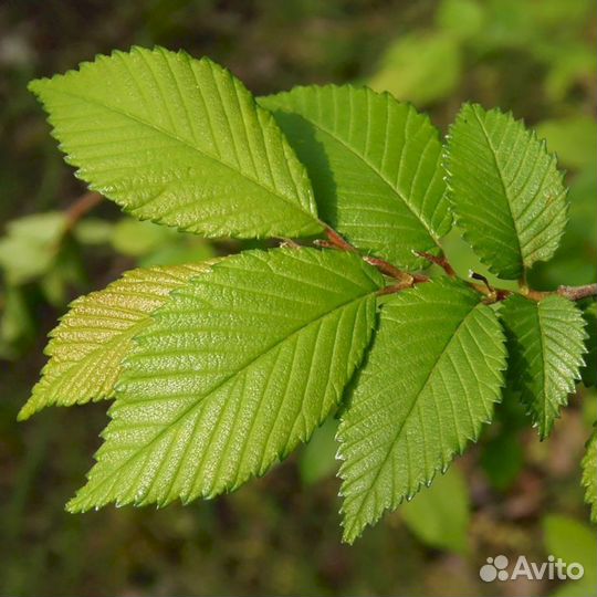 Вяз мелколистный