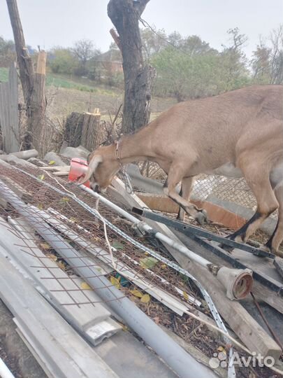Коза Нубийская