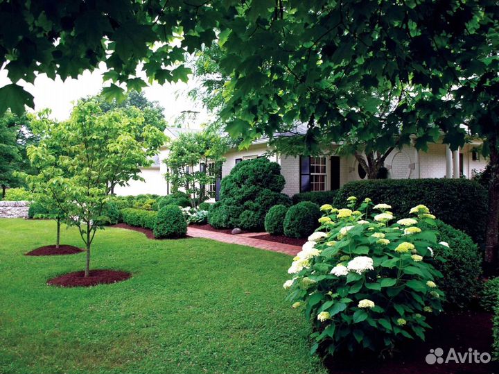 Газон рулонный с укладкой в наличии