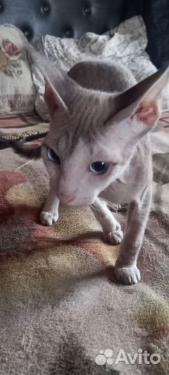 Кошки донской сфинкс