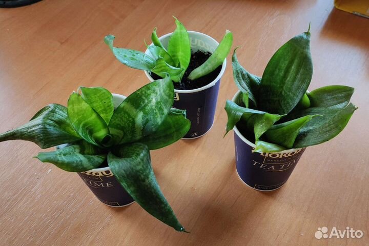 Сансевиерия ханни детки 50р