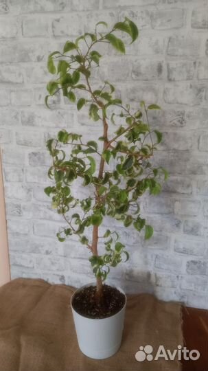 Фикус бенджамина Ирэн