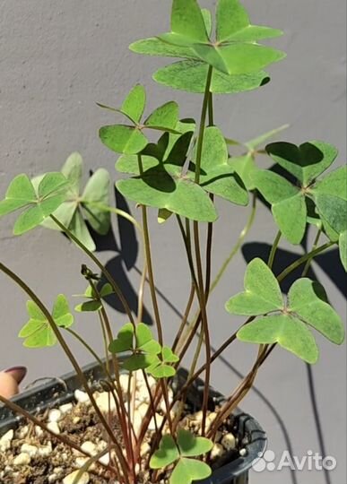 Оксалис latifolia