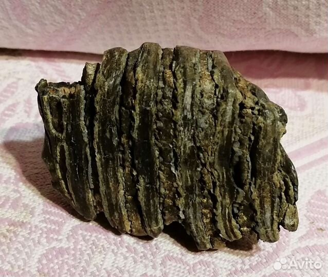 Зуб мамонта