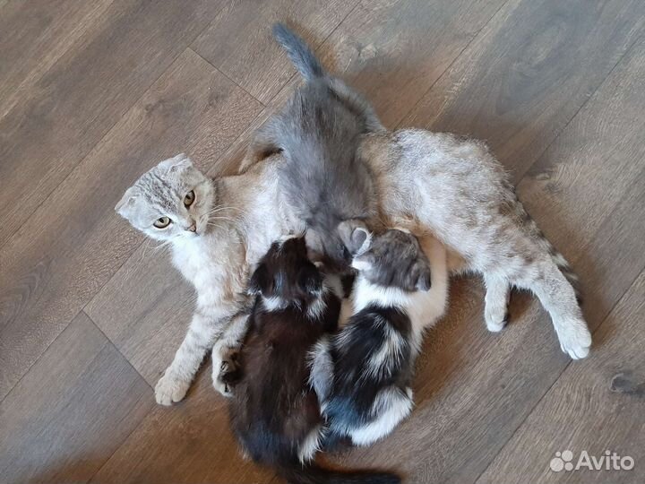 Котята в добрые руки