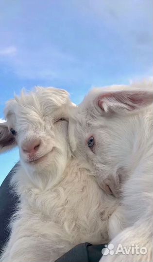 Коран на usb бесплатно