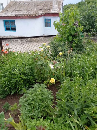 Дом 50,7 м² на участке 12 сот.