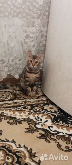Продам бенгальского котёнка