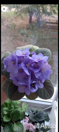 Фиалки комнатные